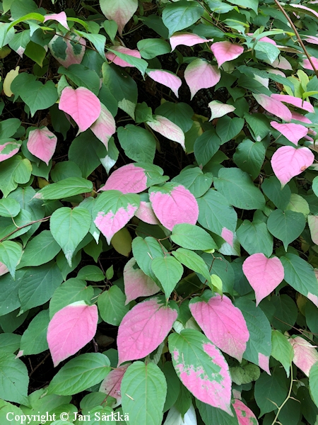 Actinidia kolomikta